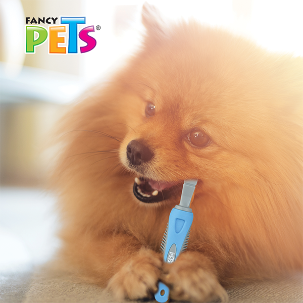 Cepillo de dientes para perro