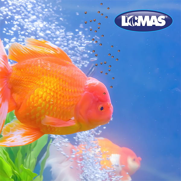 Alimento Premium Para Betta 8G