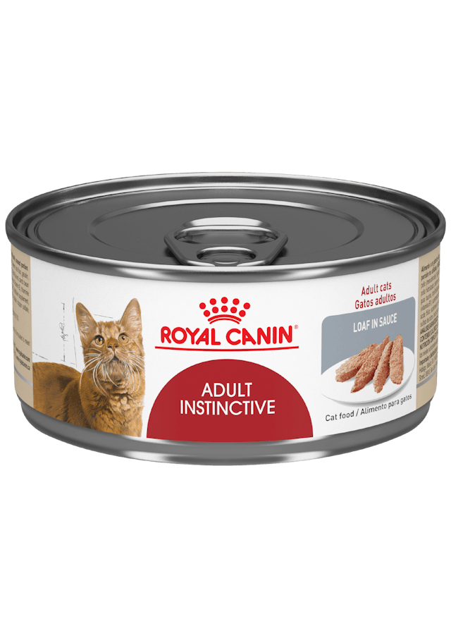 Royal Gato Adult Instictive