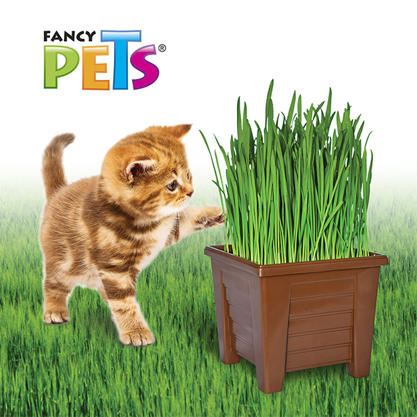 Pasto Para Gatos