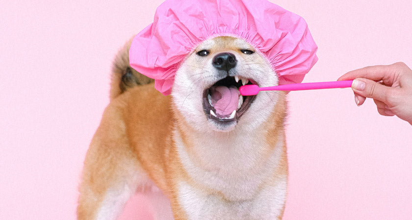 Cepillo de dientes para perro