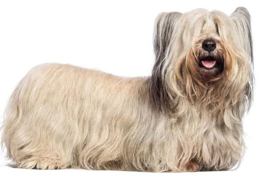 Perro Chico Pelo Largo - "Baño-SPA-Estética"