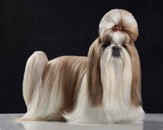 Perro Mini Pelo Largo - "Baño-SPA-Estética"