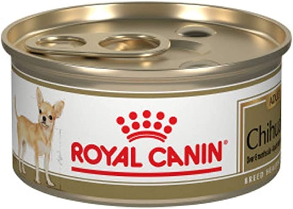 Royal Lata Chihuahua