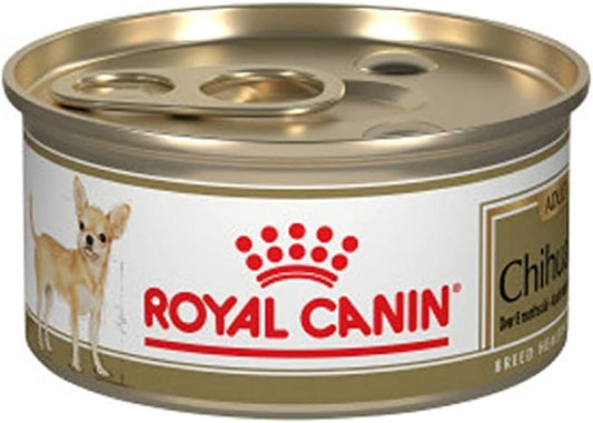 Royal Lata Chihuahua
