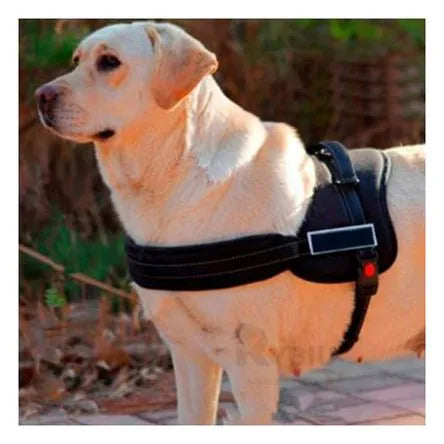 Pechera Pet Dog
